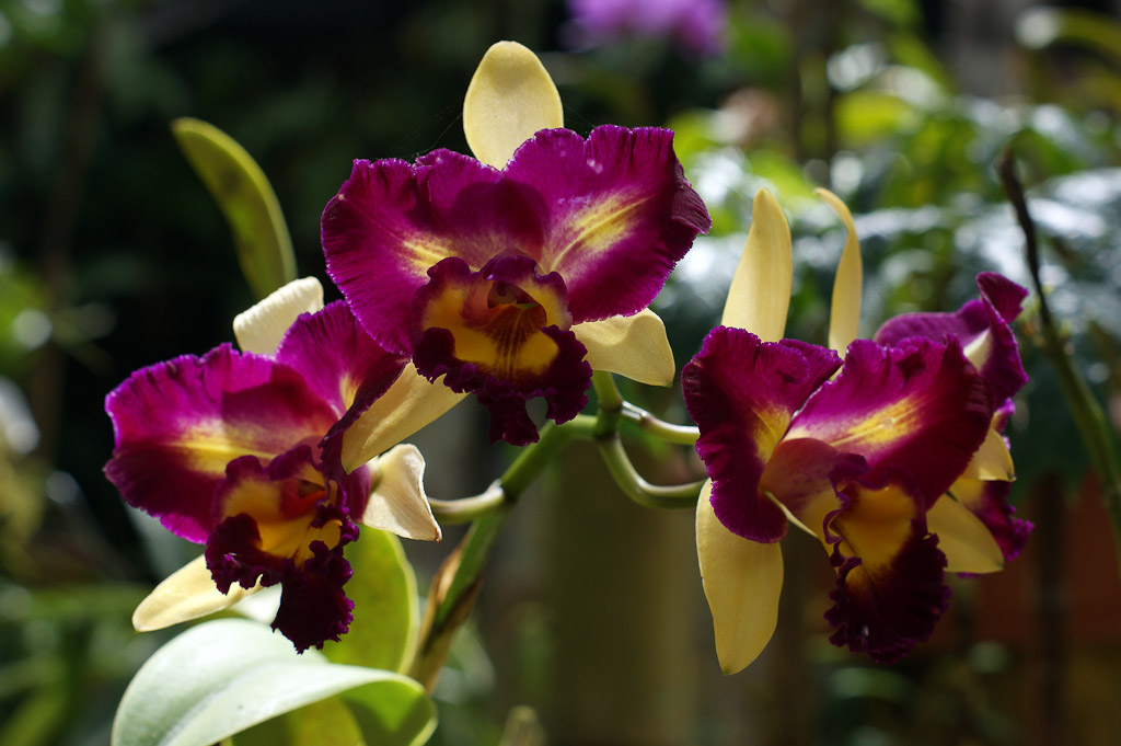 purple orchids lankester  
 - Costa Rica