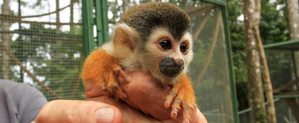 osa animal sanctuary tour page titi monkey 
 - Costa Rica