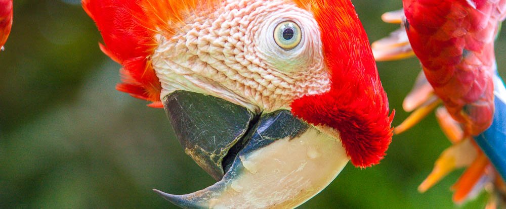 scarlet macaw ara macao
 - Costa Rica