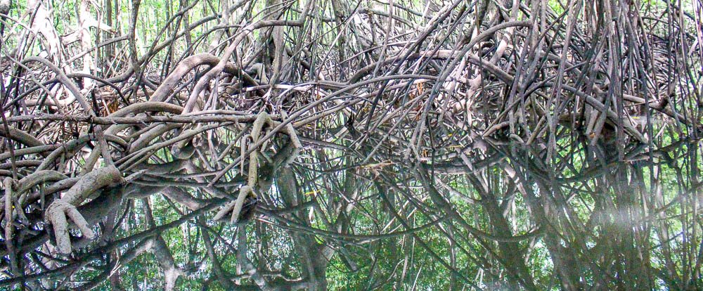        sierpe manglar forest 
  - Costa Rica