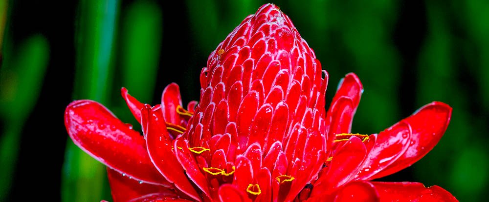 ginger flower 
 - Costa Rica