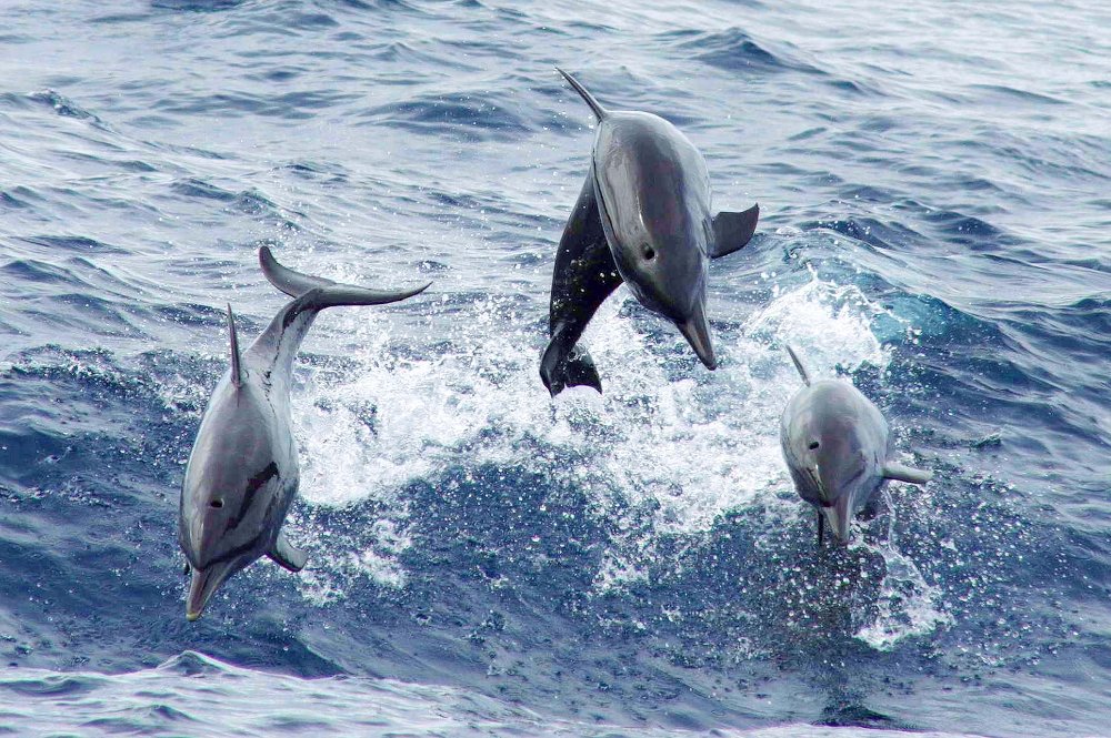 three dolphins jumping front view
 - Costa Rica