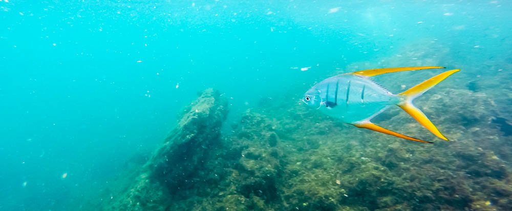        unidentified awesome fish morteros tortuga island 
  - Costa Rica