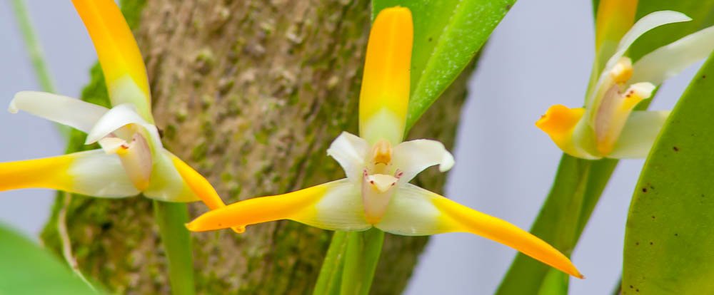        orchids lankaster gardens
  - Costa Rica