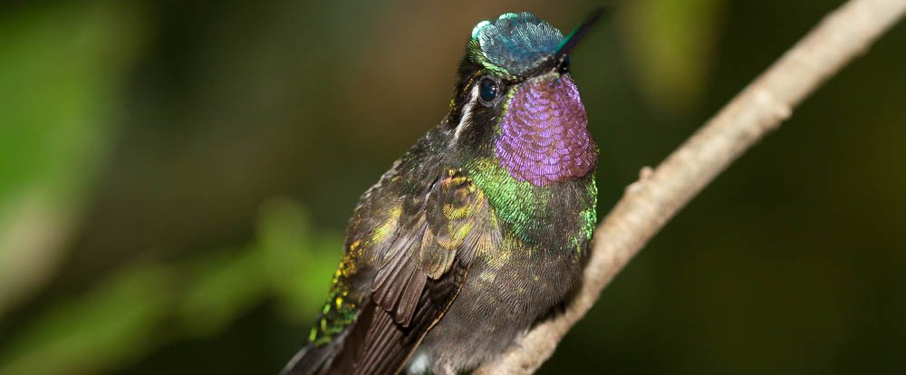 hummingbird monteverde
 - Costa Rica