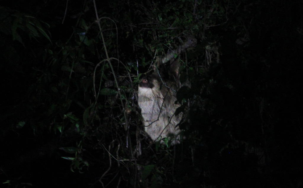 santamaria night hike sloth 
 - Costa Rica
