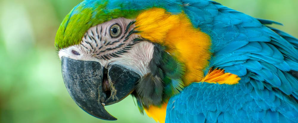        scarlet macaw waterfallgardens
  - Costa Rica