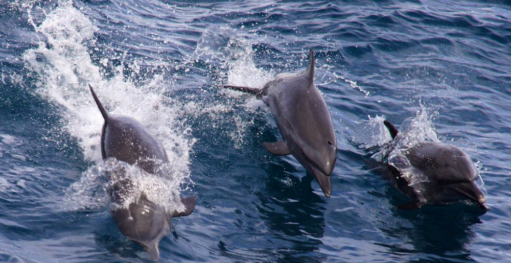 dolphins jumping
 - Costa Rica