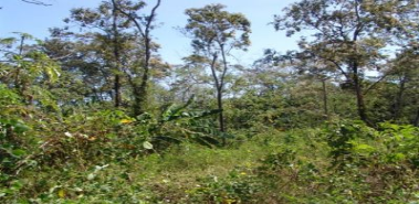  Investment Farm-Fruits, Forests & Home - Costa Rica