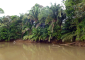 Raphia Palms along Frio River