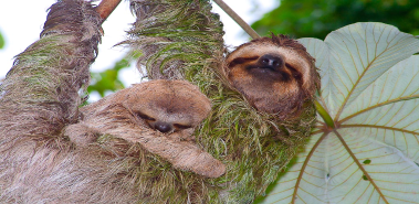 Day 4: Monkeys, Baby Sloths & Mangrove Estuaries - Costa Rica