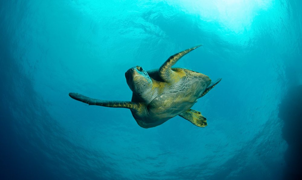        sea turtle swimming
  - Costa Rica