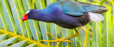 Best Birding Destinations - Costa Rica