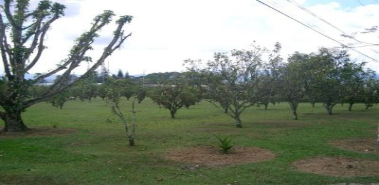 Commercial Sale - Costa Rica