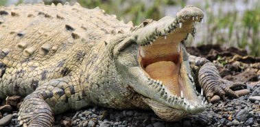 Tarcoles River Crocodiles - Costa Rica