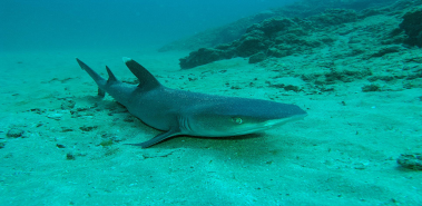 White Tip Reef Sharks - Costa Rica