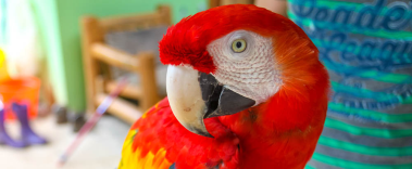 Ara Project - Macaw Breeding and Release Center - Costa Rica
