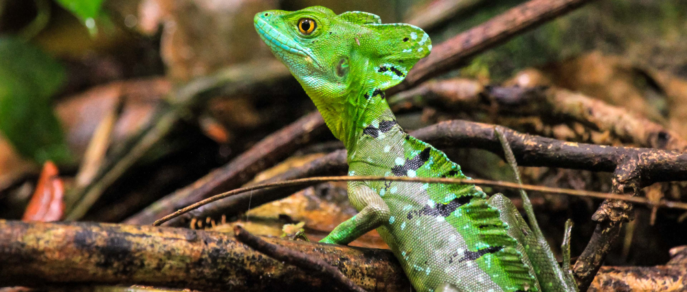        tortuguero national park attraction emerald basilisk 
  - Costa Rica
