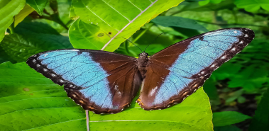 Butterflies - Costa Rica