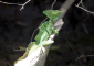 Male Green Basilisk Lizard Heats up in the Sun