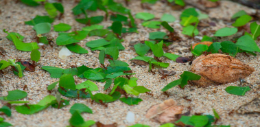 Leafcutter Ants - Costa Rica