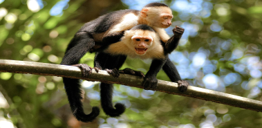 White-faced Monkeys - Costa Rica