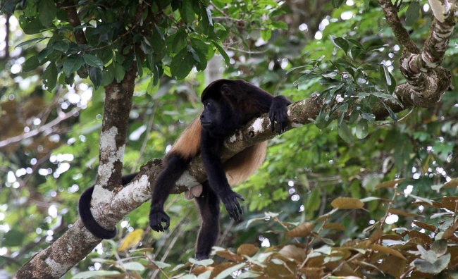 Howler monkey resting on a branch