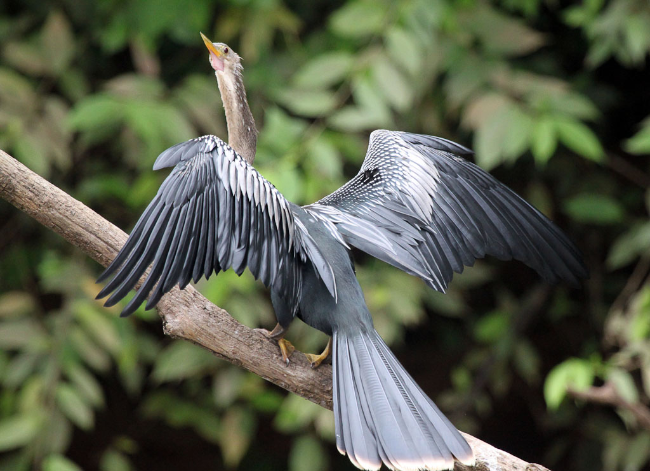 Anhinga Drying its Winds in the Frio River
