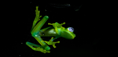 Glass Frogs - Costa Rica