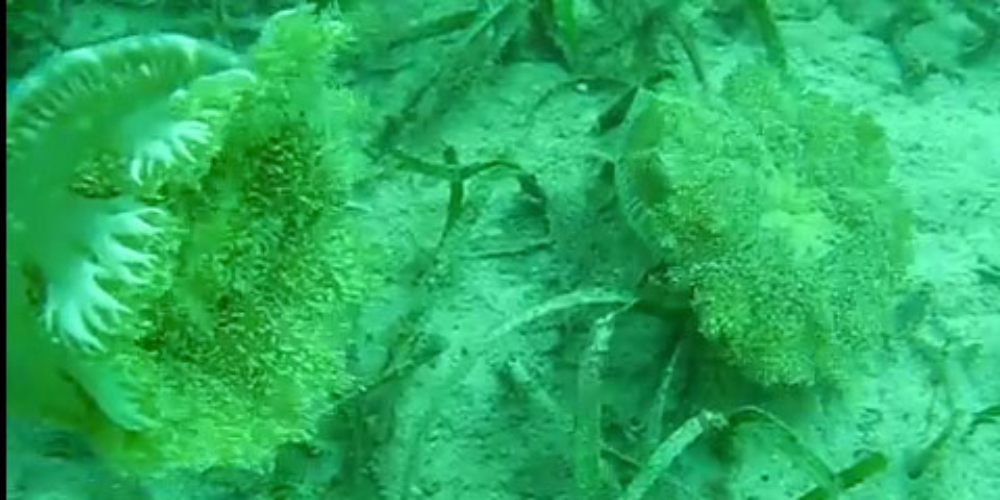 scuba diving jellyfish
 - Costa Rica