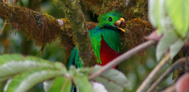 Los Quetzales National Park - Costa Rica