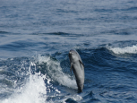 Dolphin & Whale Watching